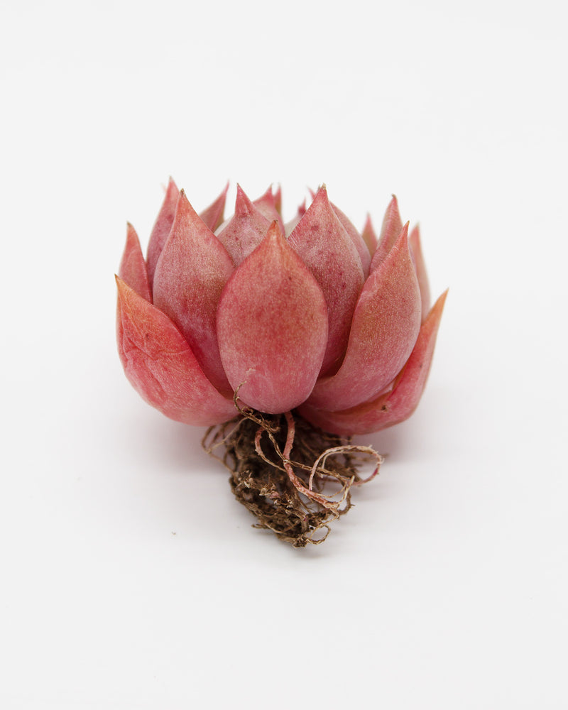 
                
                    Load image into Gallery viewer, Echeveria Pink Dragon
                
            