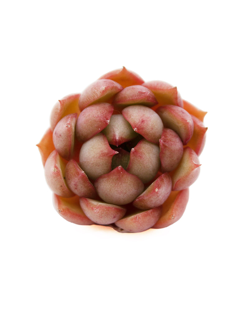 
                
                    Load image into Gallery viewer, Echeveria Pink Dragon
                
            