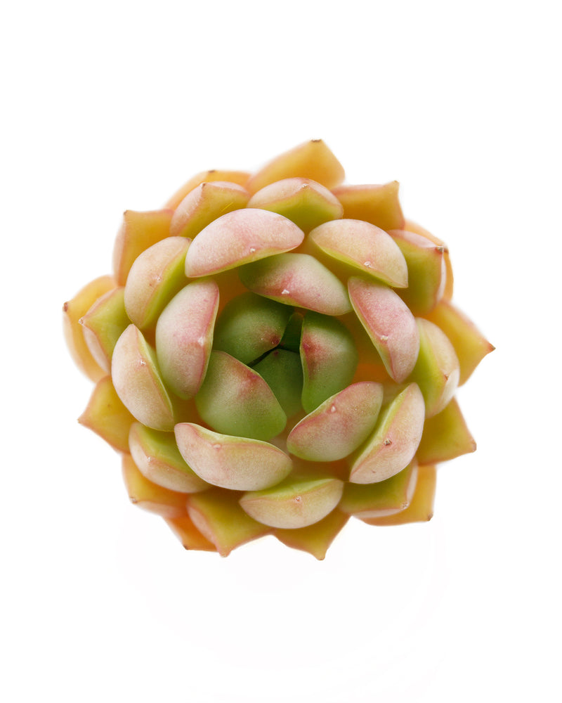Echeveria Pink Dragon