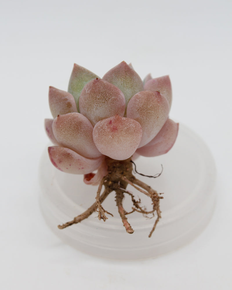 
                
                    Load image into Gallery viewer, Echeveria Pink Spot
                
            