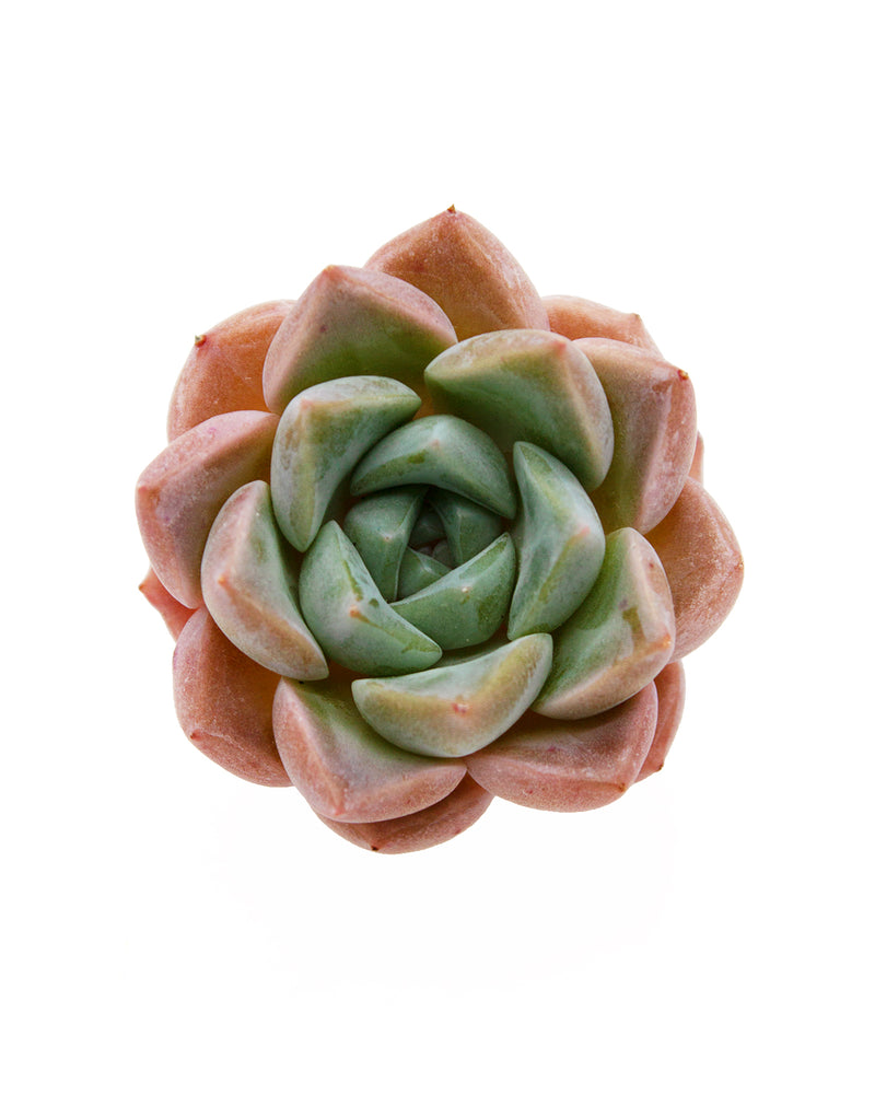 Echeveria Pink Spot