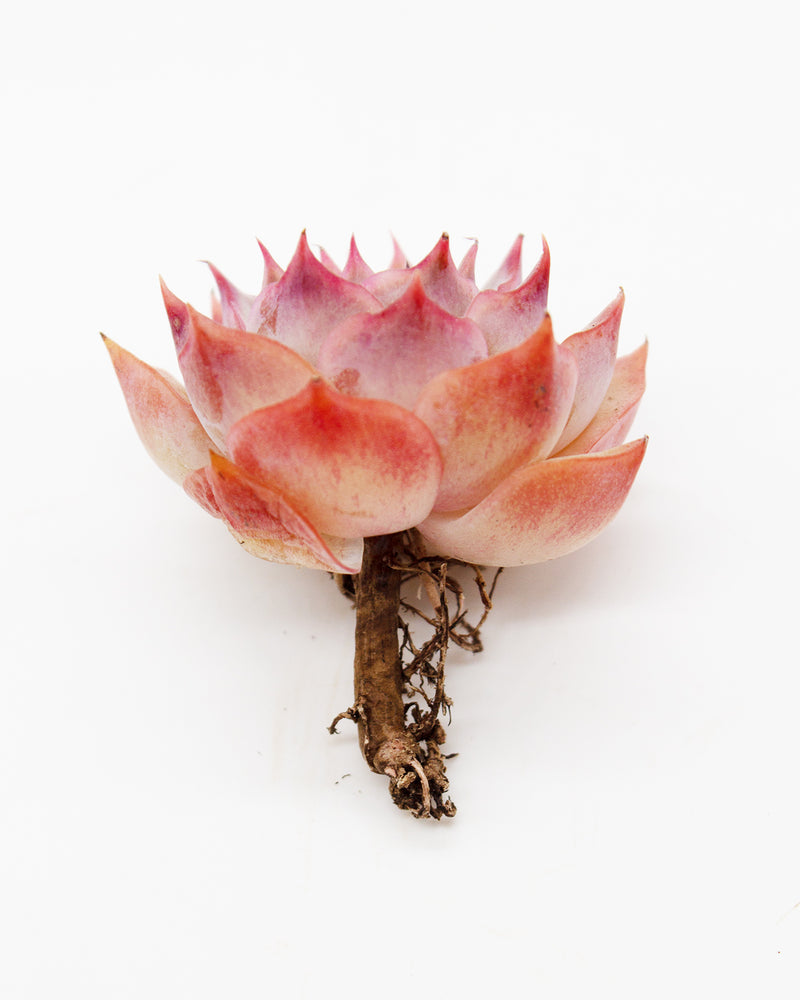 Echeveria Pink Tips