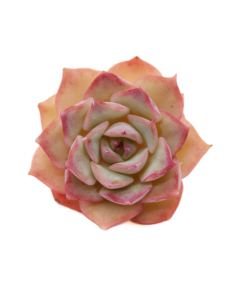 Echeveria Pink Tips