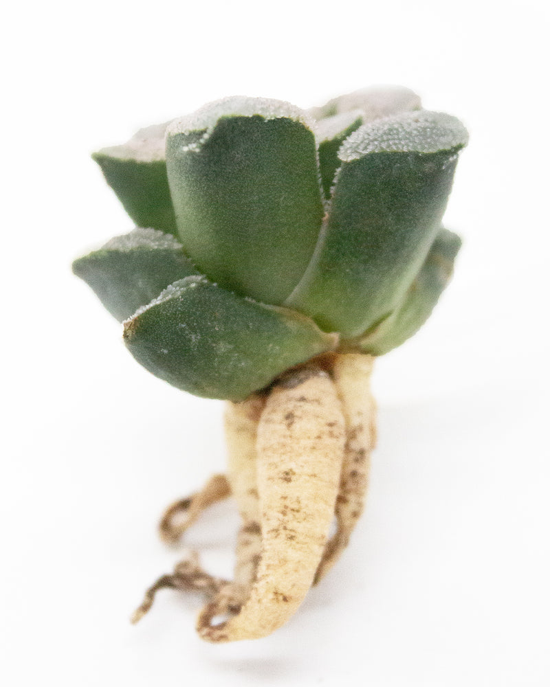 Haworthia Powder