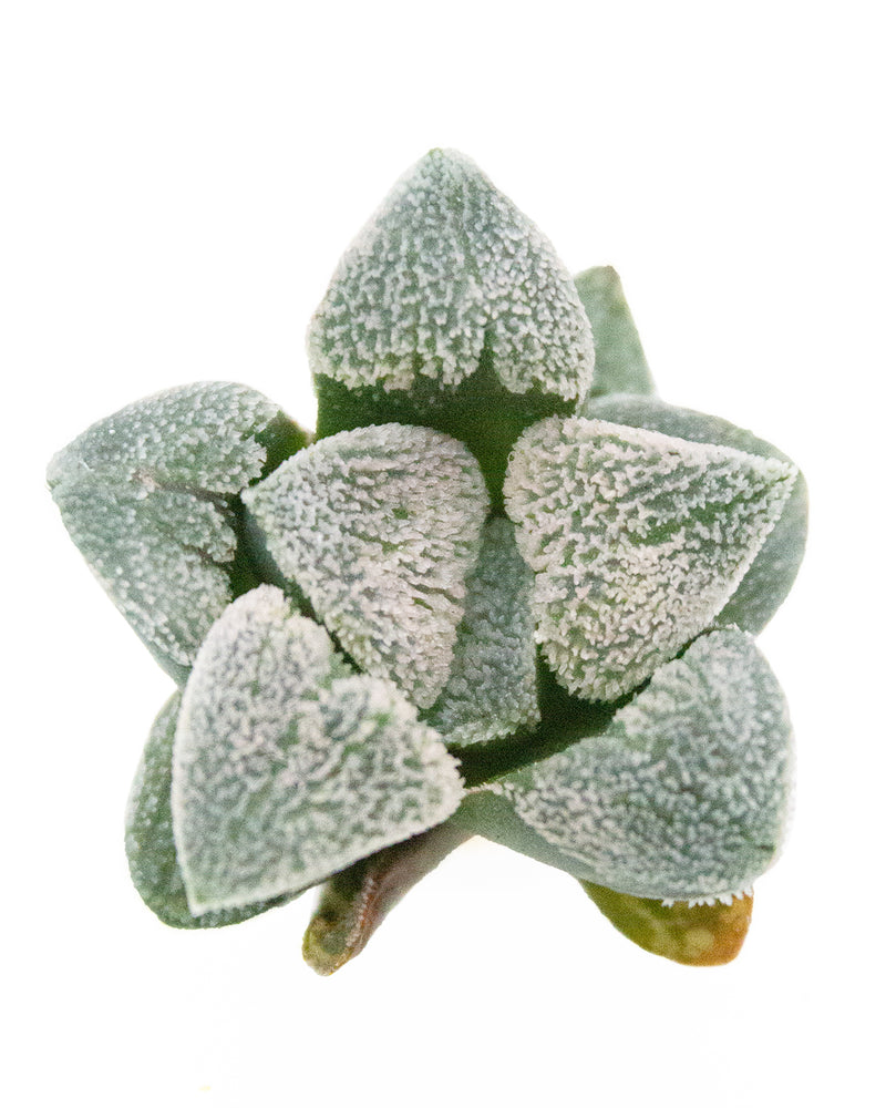 Haworthia Powder