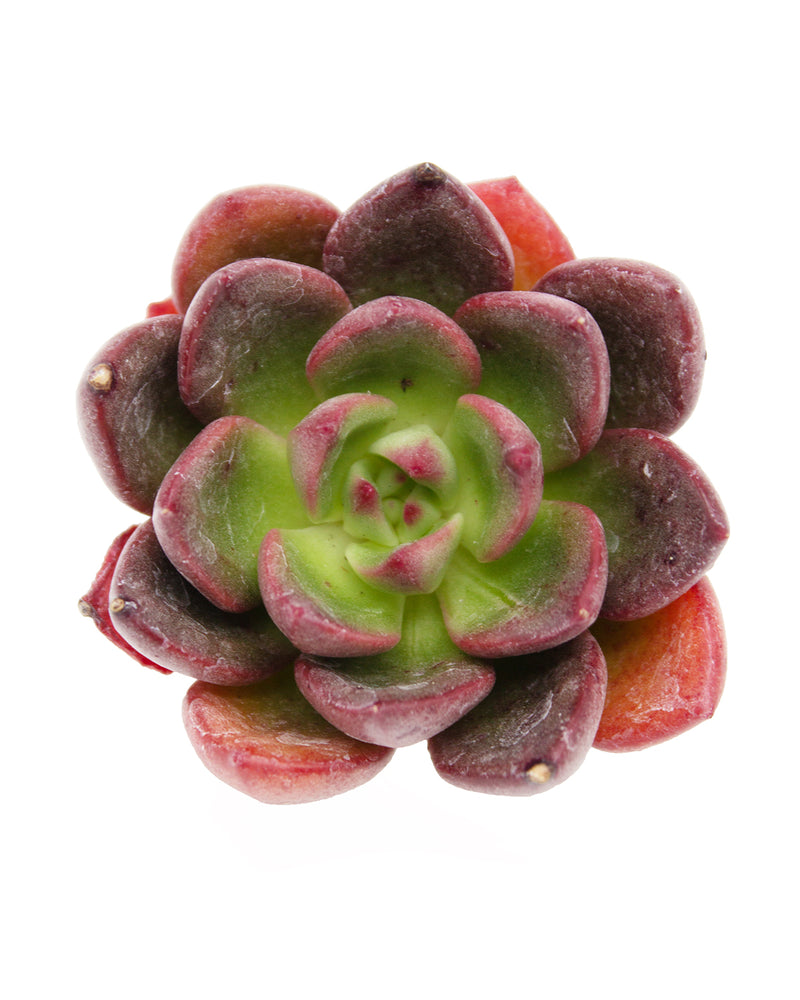 Echeveria Prada