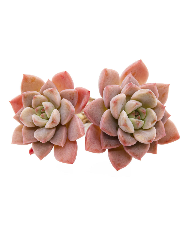 
                
                    Load image into Gallery viewer, Echeveria Pretty In Pink
                
            
