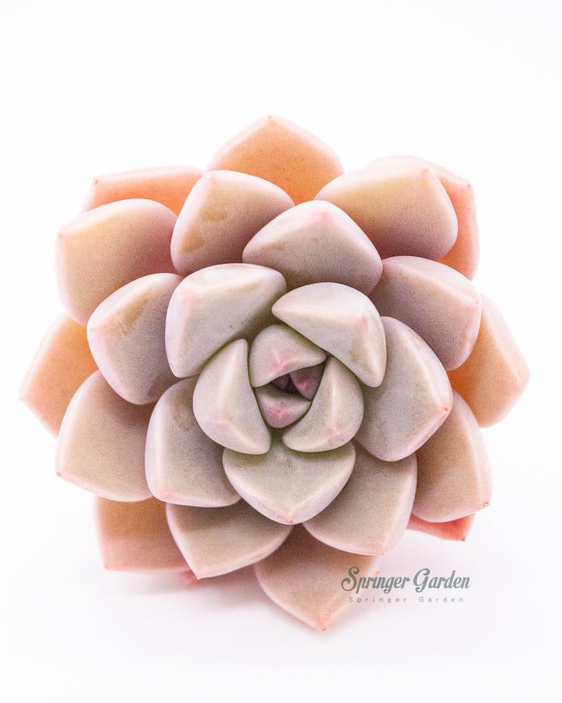 Echeveria Pretty In Pink