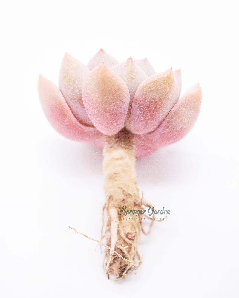 
                
                    Load image into Gallery viewer, Echeveria Pretty In Pink
                
            
