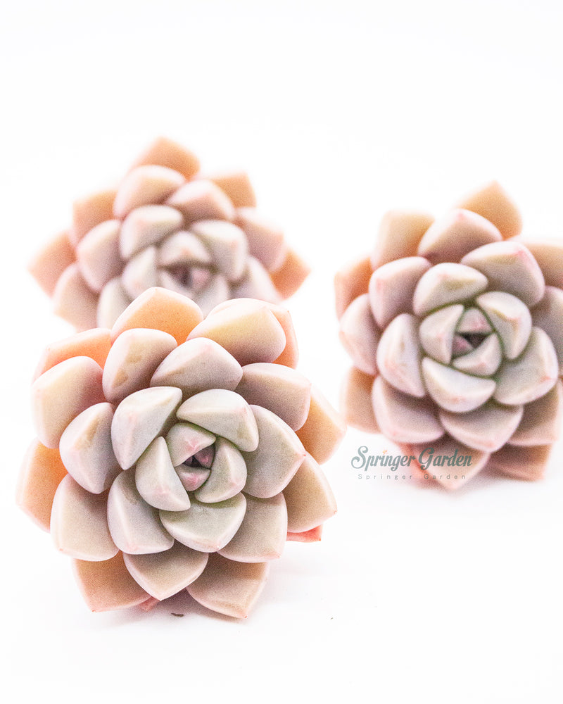 
                
                    Load image into Gallery viewer, Echeveria Pretty In Pink
                
            