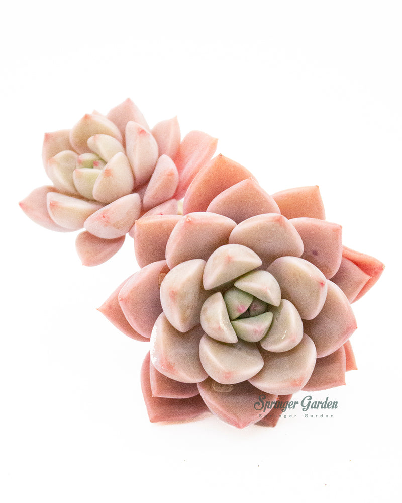 
                
                    Load image into Gallery viewer, Echeveria Pretty In Pink
                
            