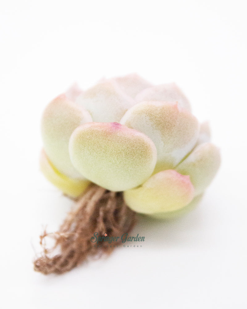 Echeveria Primera