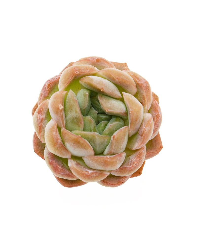 Echeveria Primera