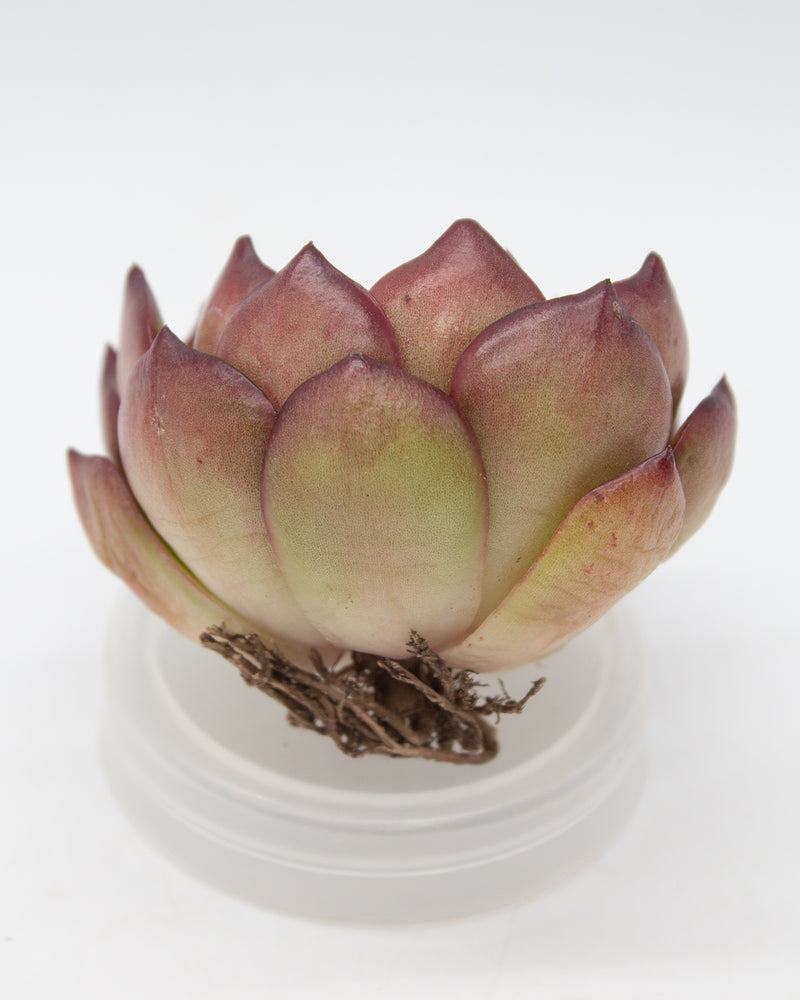 
                
                    Load image into Gallery viewer, Echeveria Puli Lindsayana
                
            