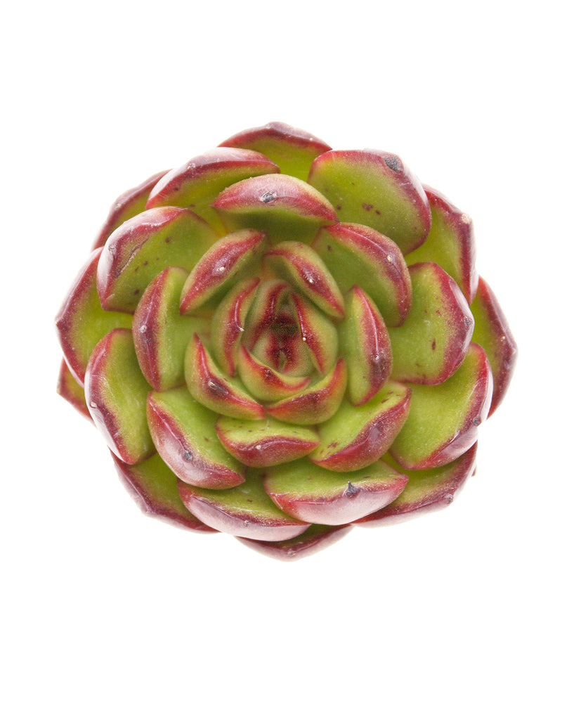 Echeveria Puli Lindsayana