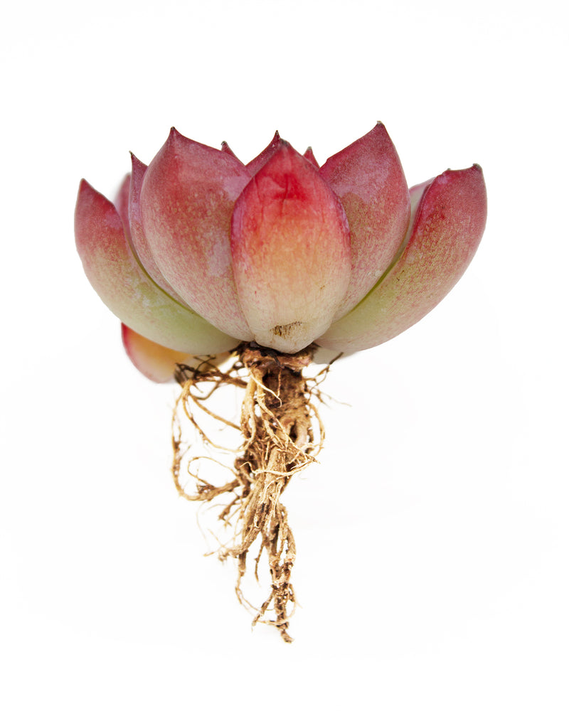 
                
                    Load image into Gallery viewer, Echeveria Puli Lindsayana
                
            