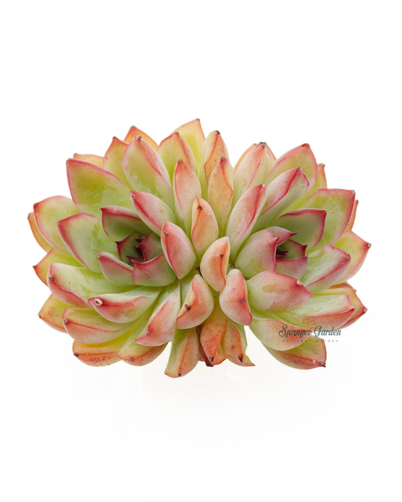 
                
                    Load image into Gallery viewer, Echeveria Puli Lindsayana
                
            