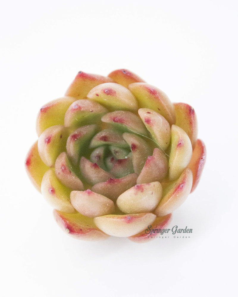 Echeveria Pulidonis Hyb.