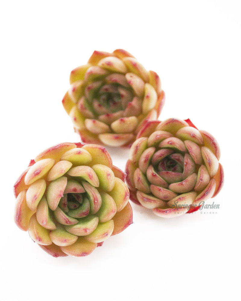 Echeveria Pulidonis Hyb.
