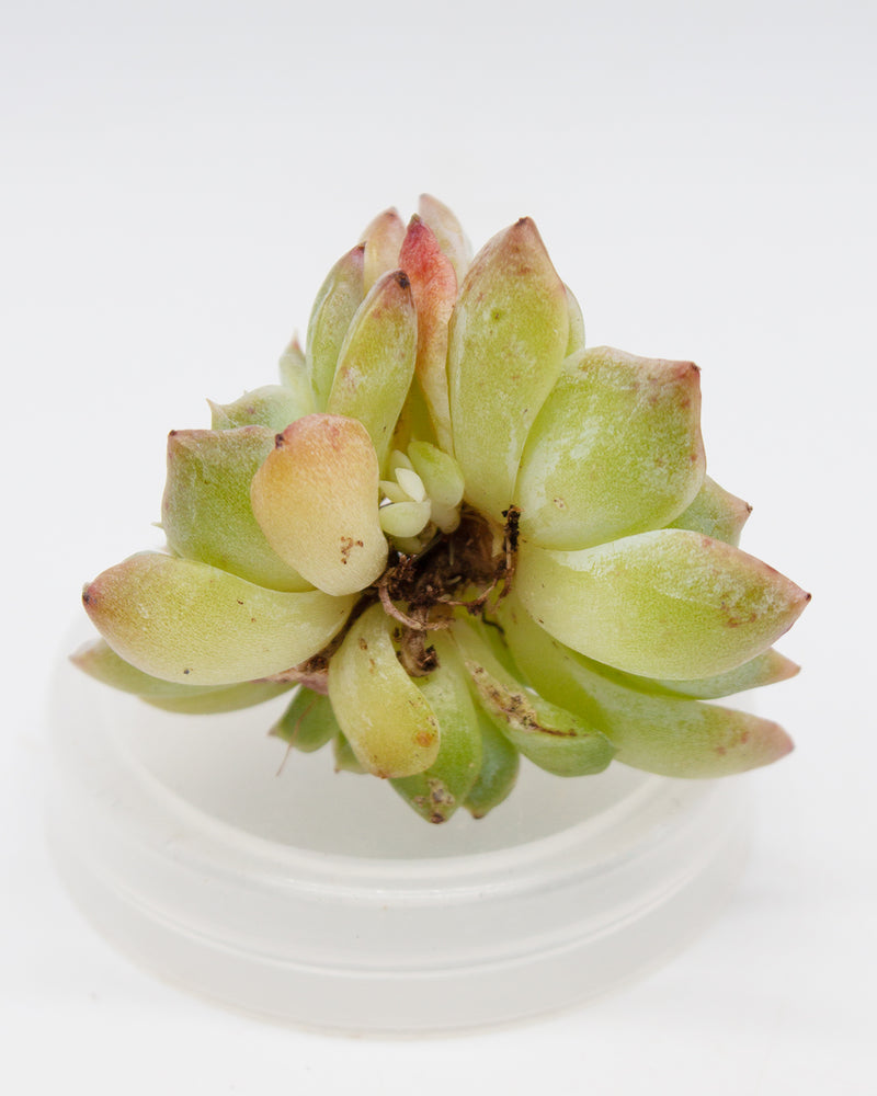 
                
                    Load image into Gallery viewer, Echeveria Pure Love
                
            
