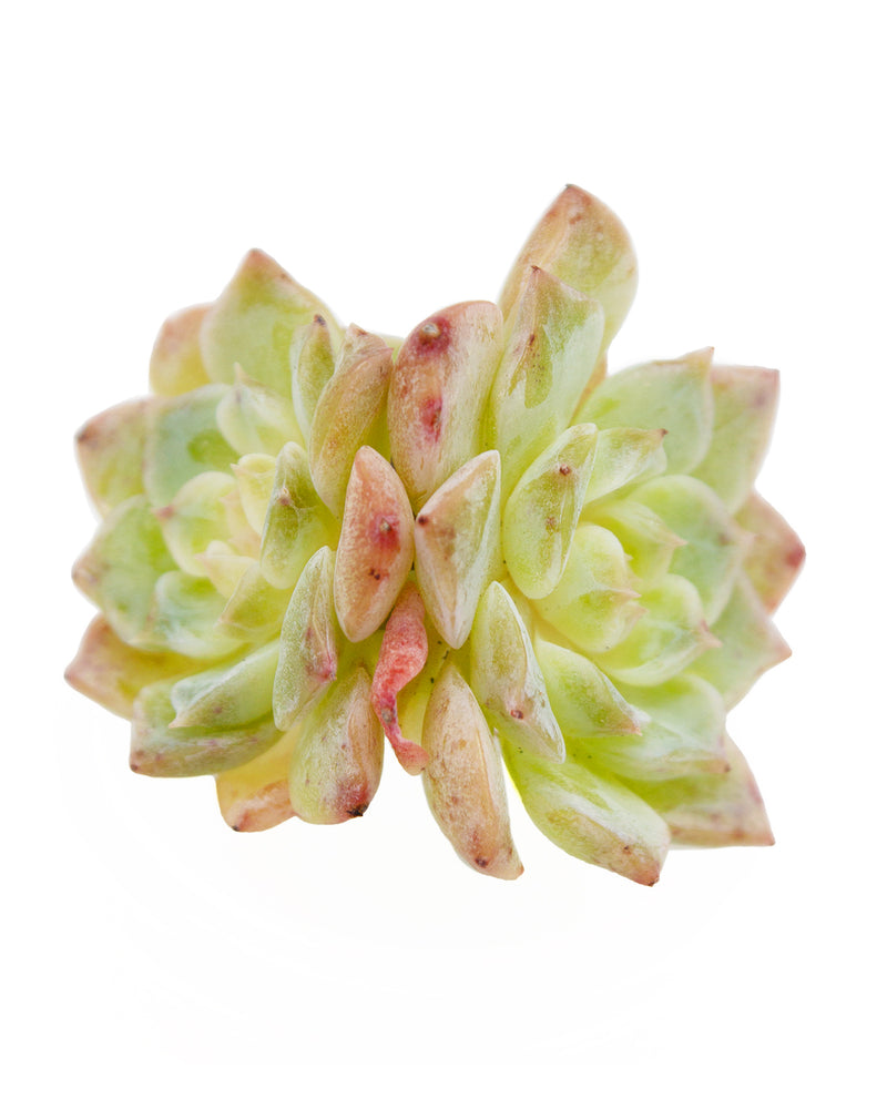 
                
                    Load image into Gallery viewer, Echeveria Pure Love
                
            