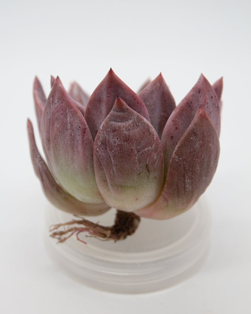 
                
                    Load image into Gallery viewer, Echeveria Purple Champagne
                
            