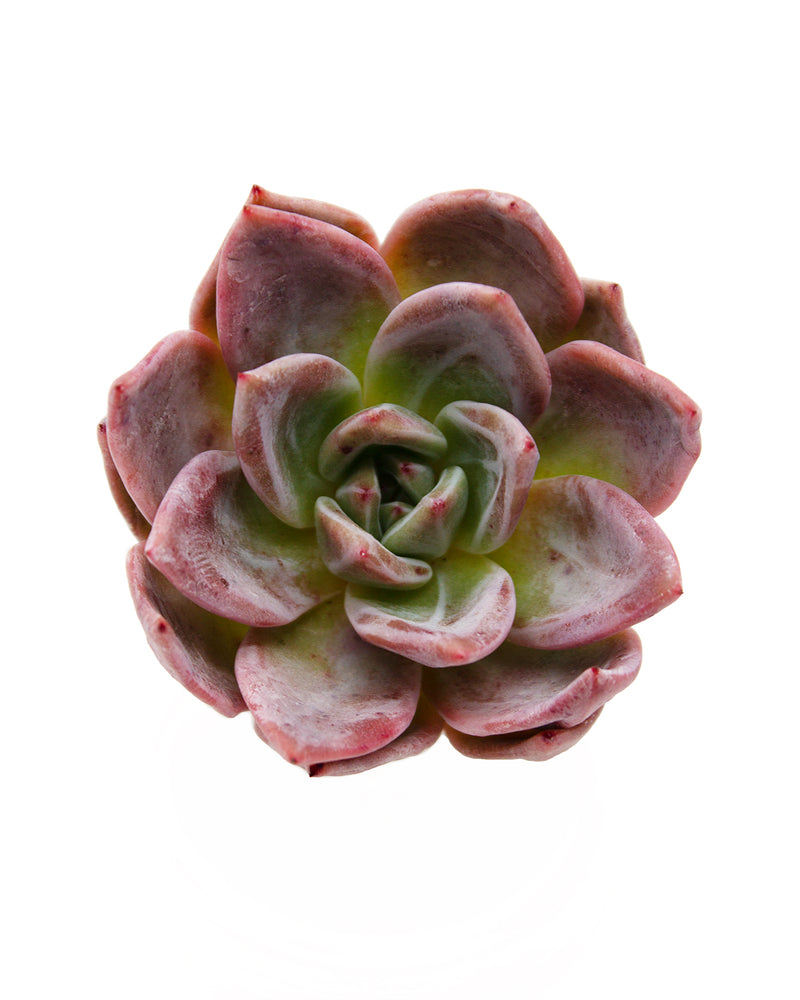 Echeveria Purple Champagne