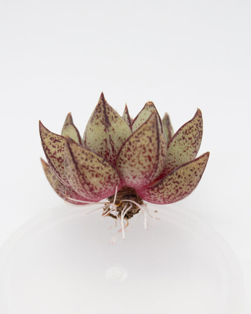 Echeveria Purpusorum