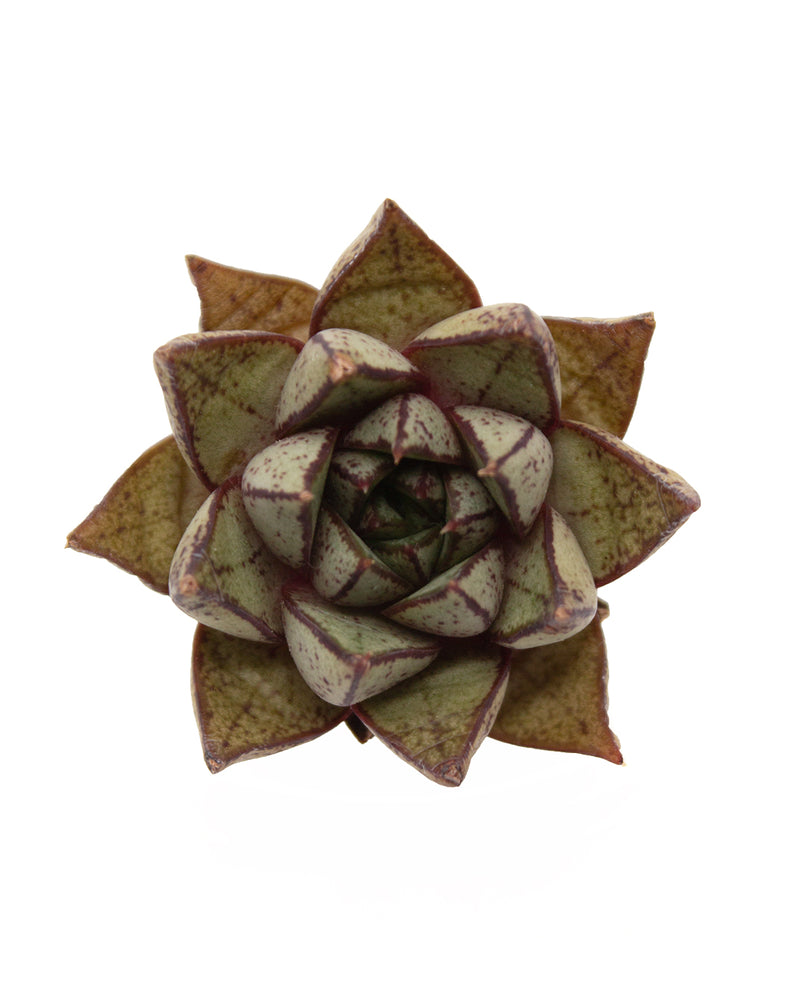 Echeveria Purpusorum