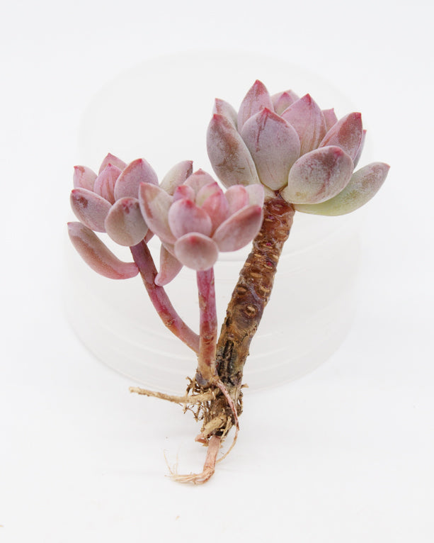Echeveria Qutie Finger