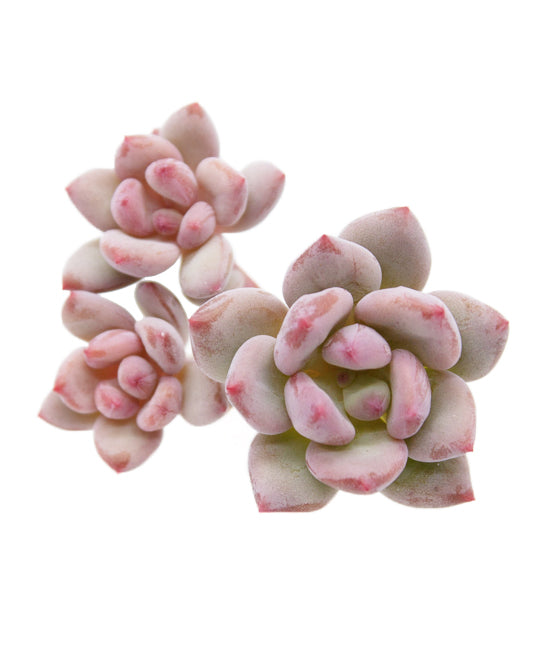 Echeveria Qutie Finger