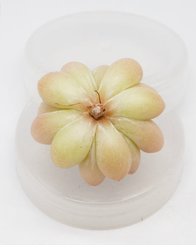 Echeveria Raccoon
