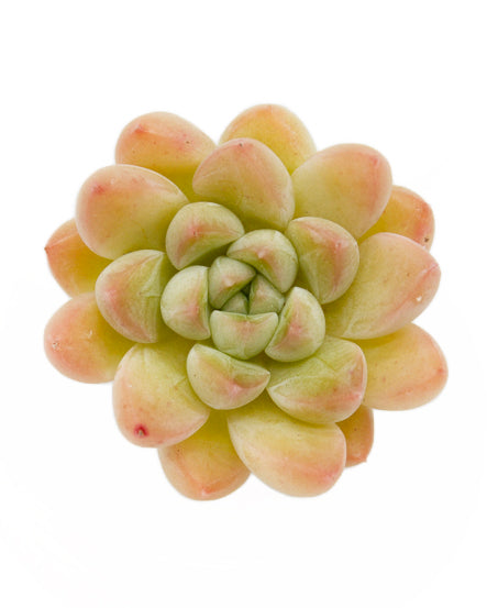 Echeveria Raccoon