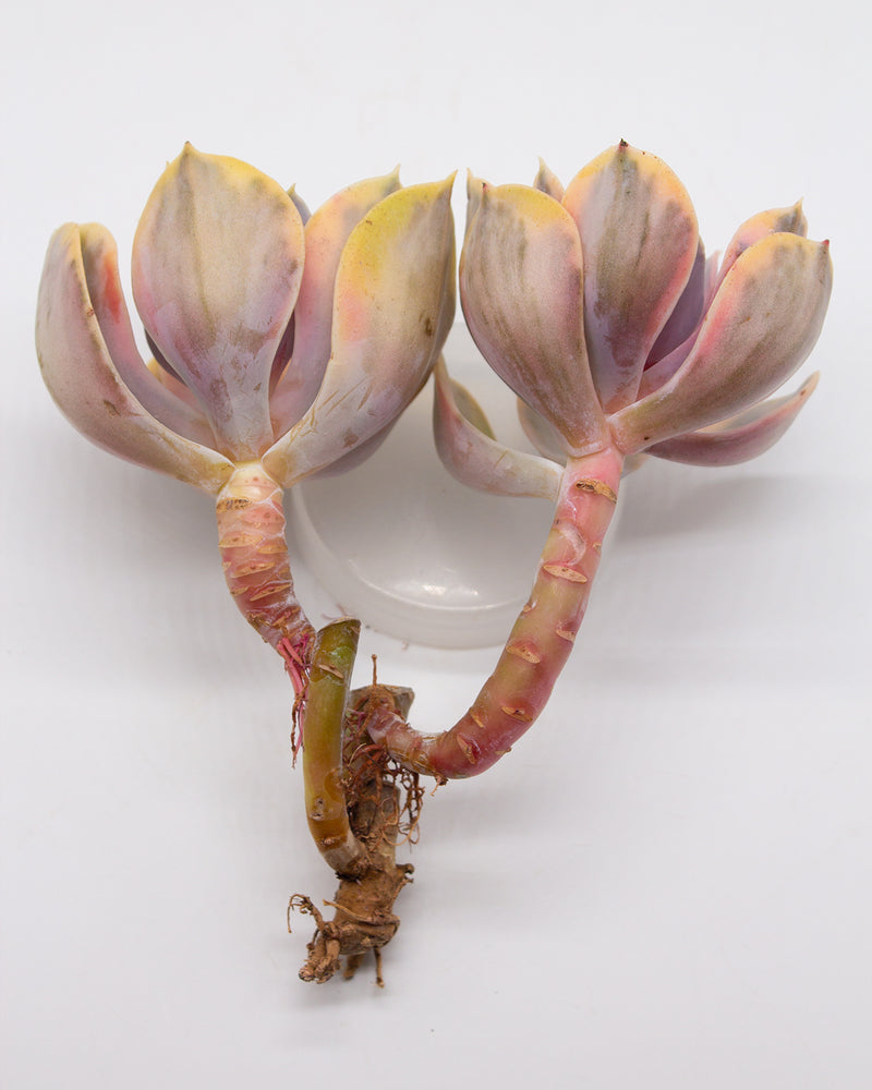 Echeveria Rainbow