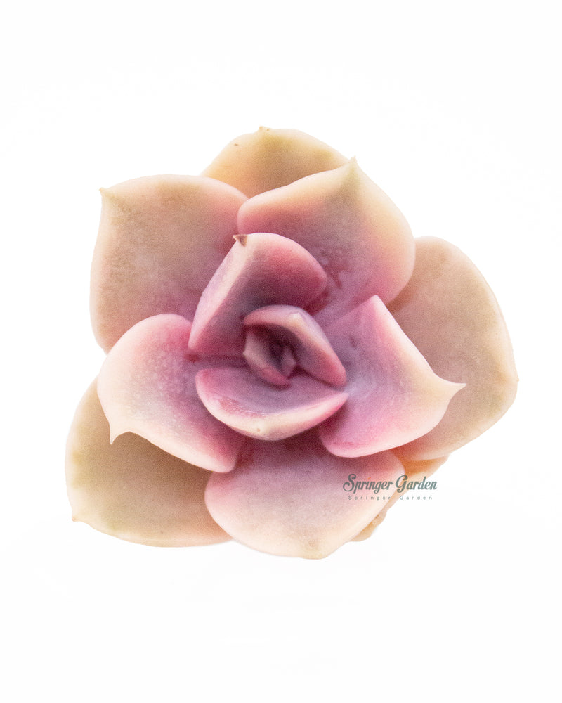 Echeveria Rainbow