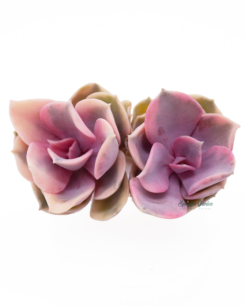 Echeveria Rainbow