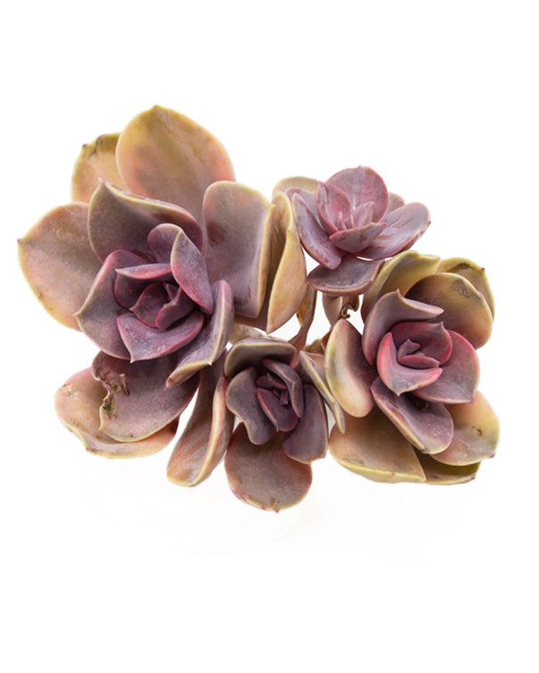 Echeveria Rainbow
