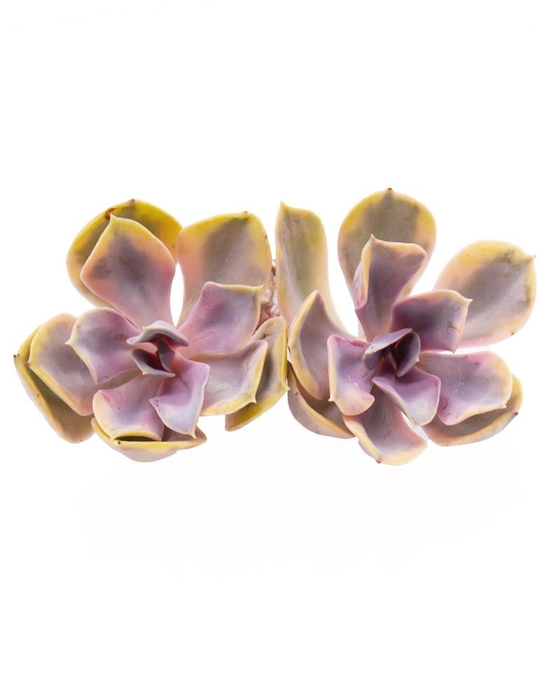 Echeveria Rainbow