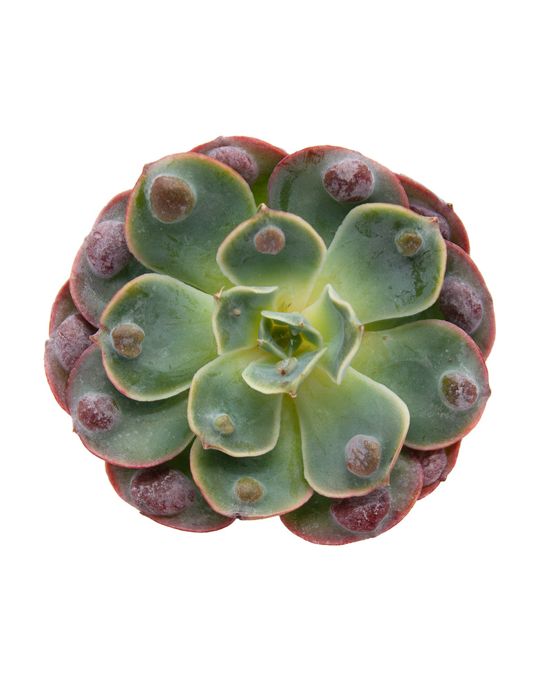 Echeveria Raindrop