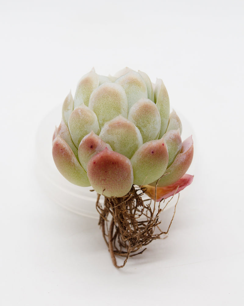 Echeveria Rasberry Ice