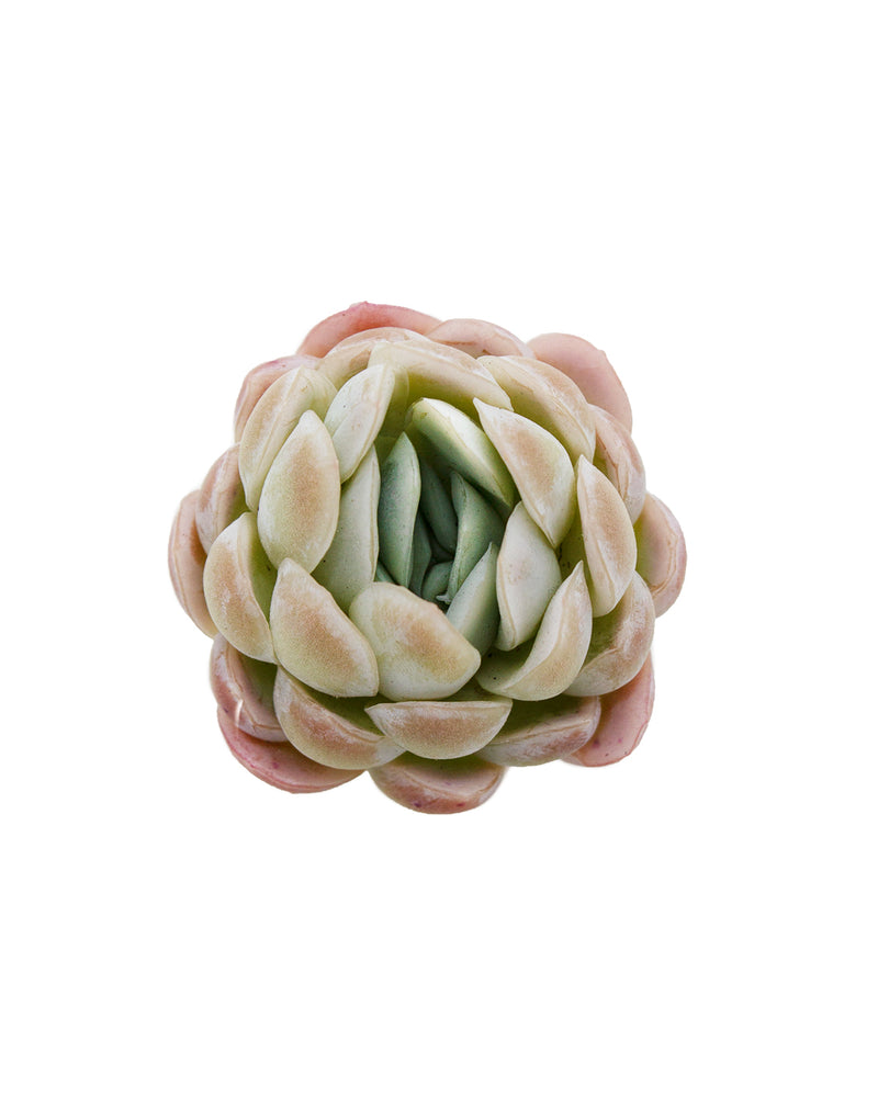 Echeveria Rasberry Ice