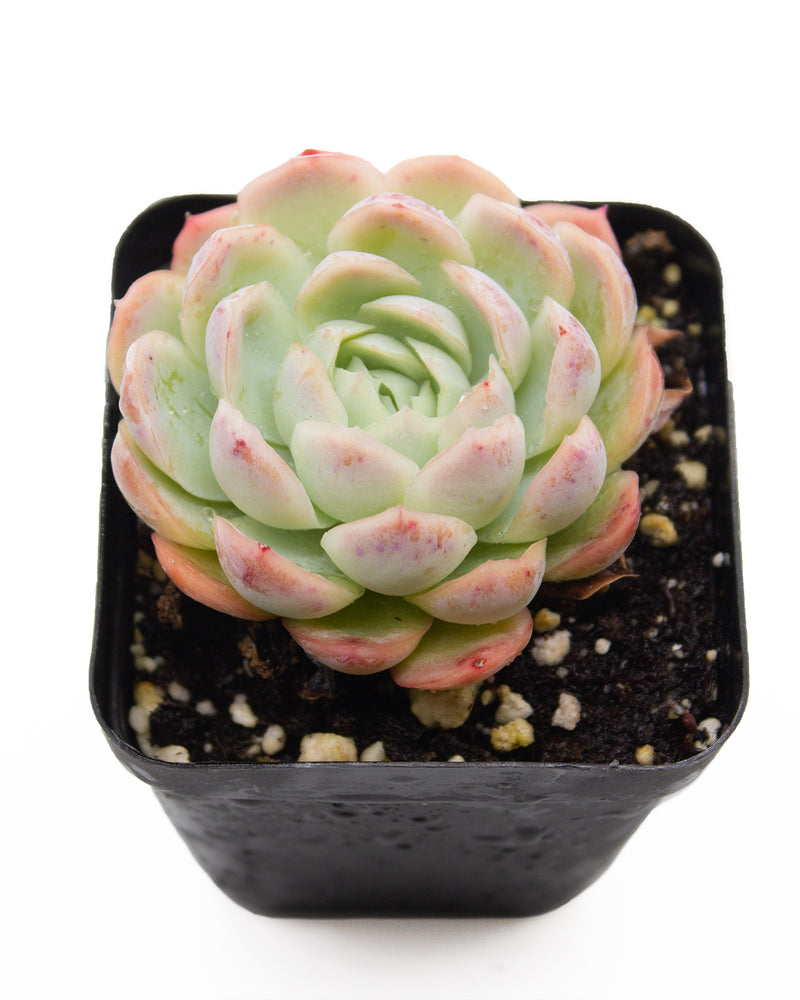 Echeveria Raspberry Ice