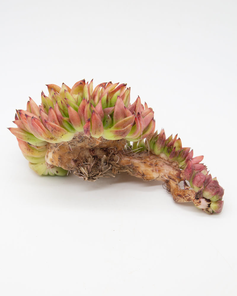 Echeveria Red Devils Cristata