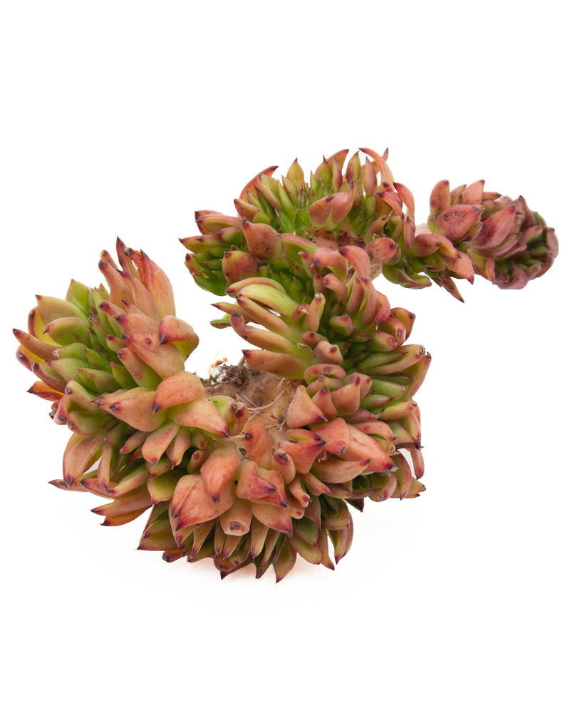 Echeveria Red Devils Cristata