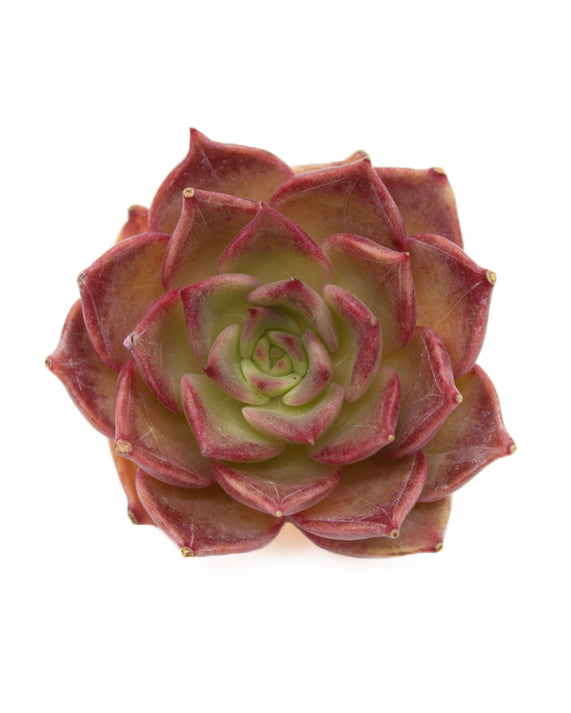 Echeveria Red Diamonds