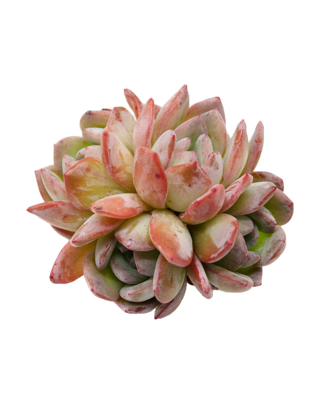 Echeveria Red Queen