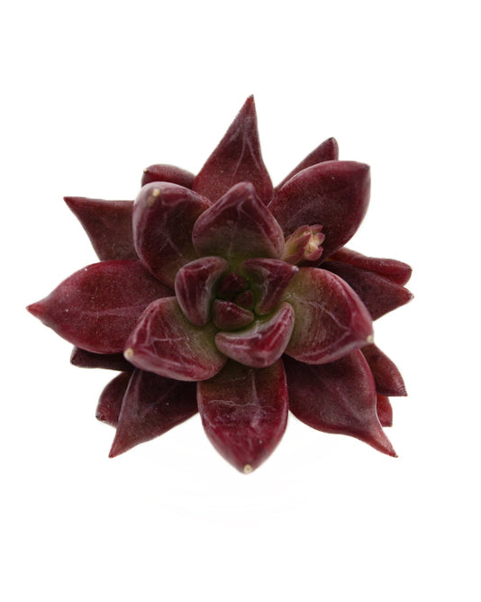 Echeveria Red Soul