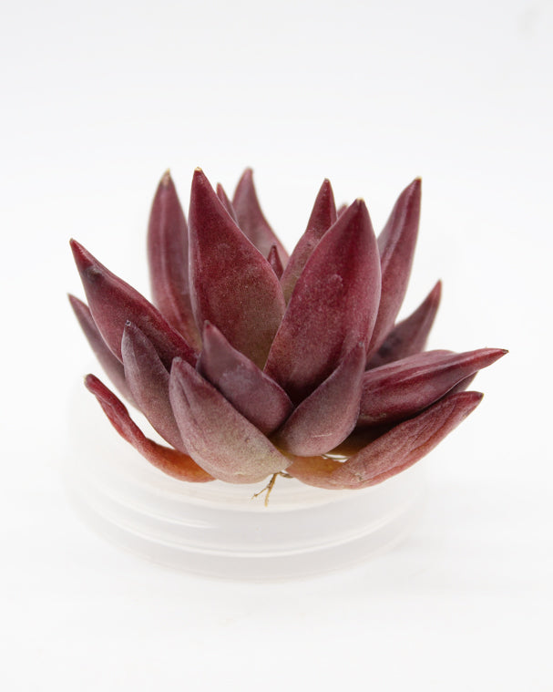 
                
                    Load image into Gallery viewer, Echeveria Red Soul
                
            