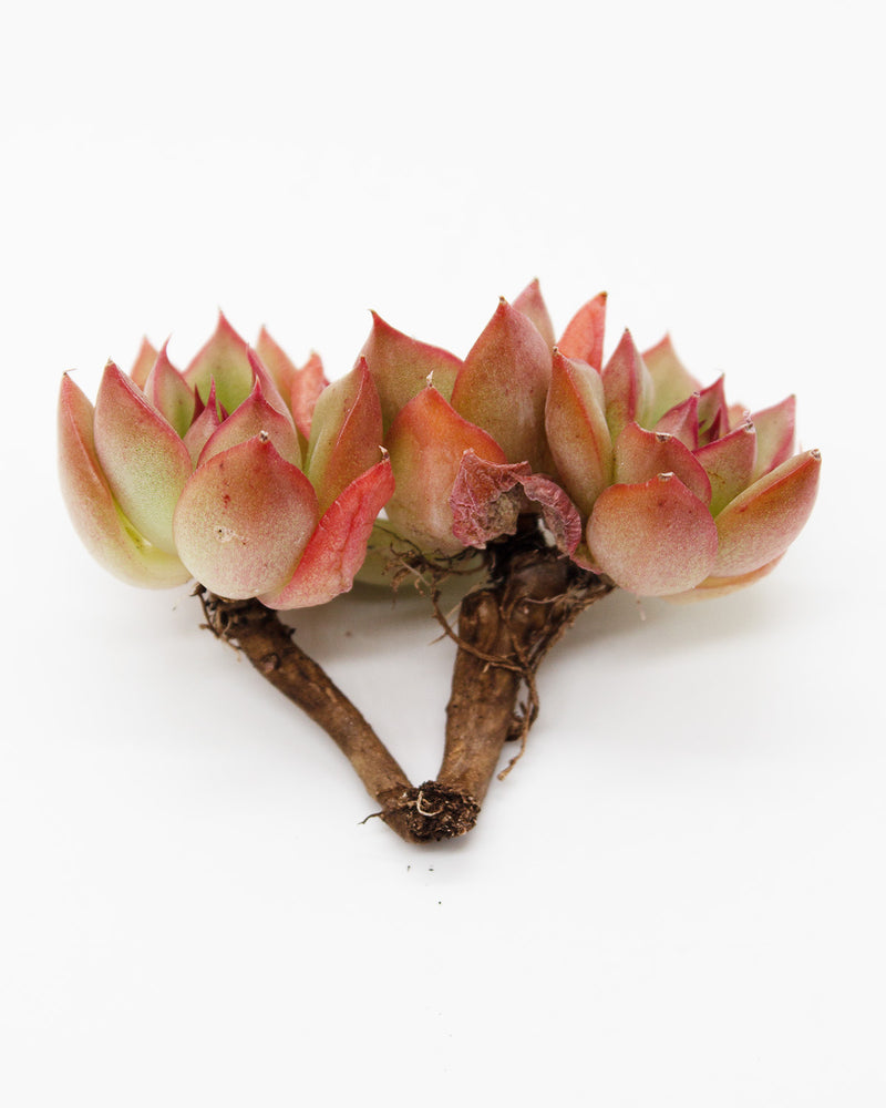 Echeveria Agavoides Red Top Toronto's 5-star Bestseller nursery store selected local & Korean rare succulents; houseplants, indoor plants, selected handmade planters with a drainage hole, pots, bonsai pots, produced by ourselves, wholesale.