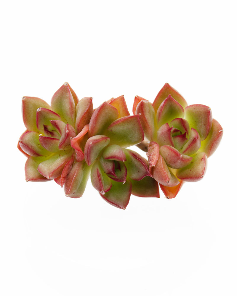 Echeveria Agavoides Red Top